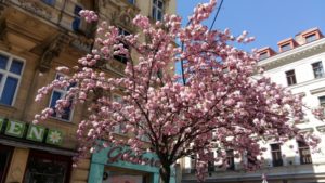 rosa blühender niedriger Baum mitten in Wien im Frühling