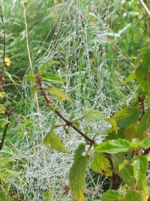 Spinnennetz in unüblicher Form, schaut mehr aus wie ein unstrukturierter Haufen, mit Morgentau darauf