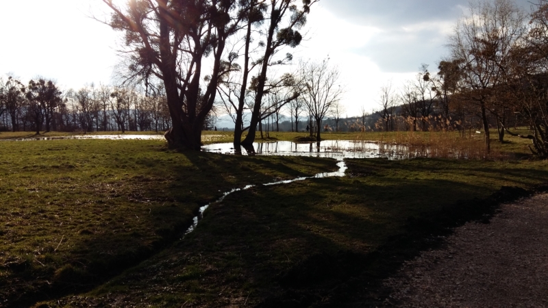 Landschaft mit Bäumen im Abendlicht, in der Mitte spiegelt sich das letzte Licht in einem kleinen Weiher