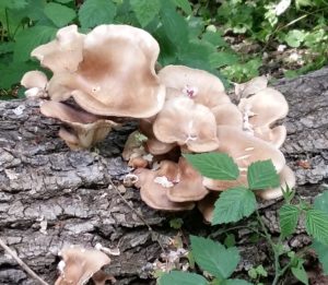 ein auf dem Waldboden liegender, verrottender dünner Baumstamm mit Schwamm