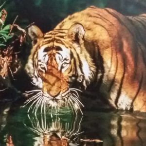 ein wildlebender Tiger, der kniehoch im Fluss steht, schaut trinkend in die Kamera