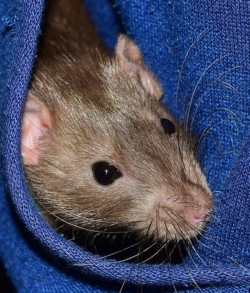 eine Ratte schaut aus blitzblauem, grob gewebtem Stoff hervor, man sieht nur den Kopf mit den Ohren