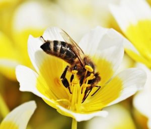 eine Biene in einer gelben Blüte