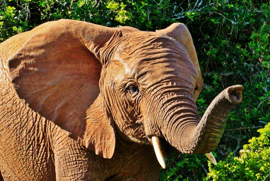 ein Elefant streckt riechend seinen Rüssel nach vorne, hinter ihm Busch