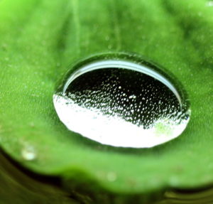 Wassertropfen auf Blatt in groß