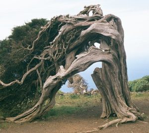 Wacholderbaum auf El Hierro