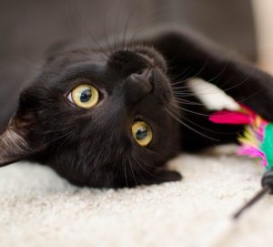 schwarze Katze schaut verspielt in die Kamera