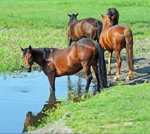 vier dunkelbraune Wildpferde an einem Wassertümpel