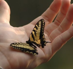 ein Schmetterling sitzt auf der Handfläche