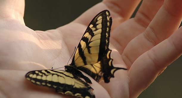 SBSK - ein Schmetterling sitzt auf der Handfläche