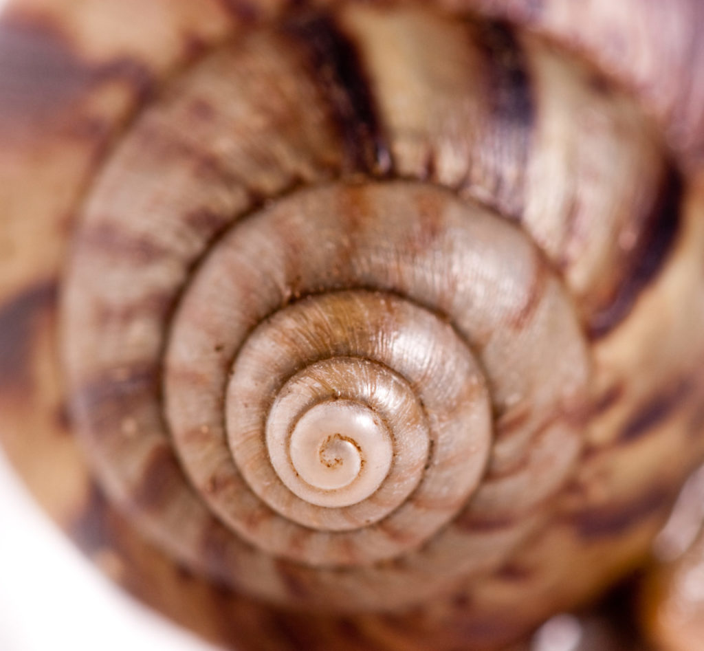 ein spiralförmiges Schneckenhaus in Großaufnahme