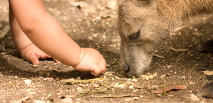 man sieht einen Kleinkindarm, das Kind ordnet etwas auf erdigem Untergrund, ihm gegenüber sieht man nur den Kopf eines Känguruhs, das in der Erde schnuppert