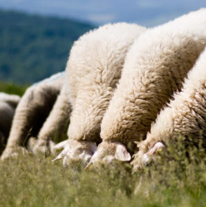 Schafe weiden dicht nebeneinander auf der Wiese