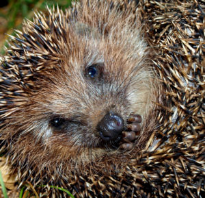 ein eingerollter Igel schaut süß in die Kamera