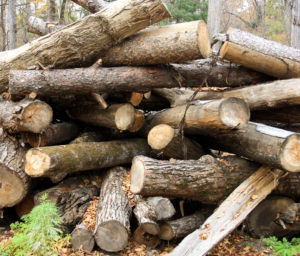 einige Holzstämme liegen ungeordnet auf einem Haufen