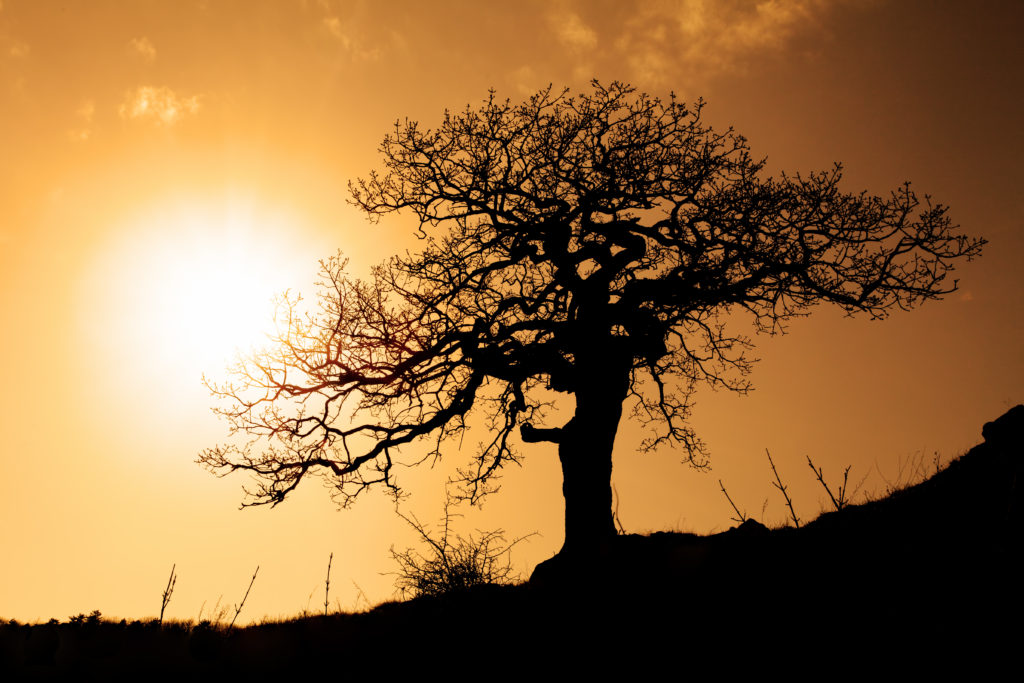 ein Baum shilouettenhaft im Abendrot