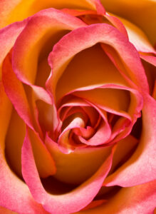 die Blüte einer Rose, gelbrot, in großaufnahme