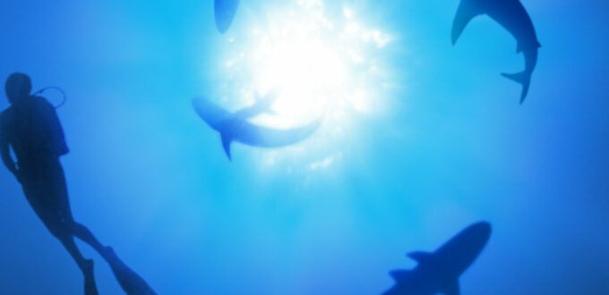 Unterwasser-Aufnahme von einigen im Kreis schwimmenden Haien und einer Apnoe-Taucherin, es spiegelt sich die Sonne, alles in schwarzblau gehüllt