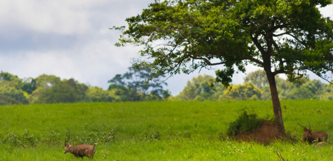 eine grüne Steppe mit einer Herde Gazellen und einem Baum