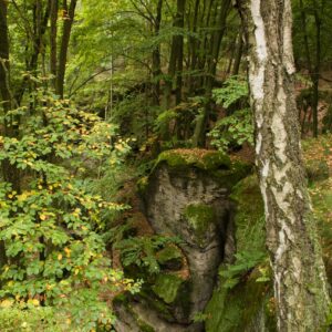 saftiggrüner Wald