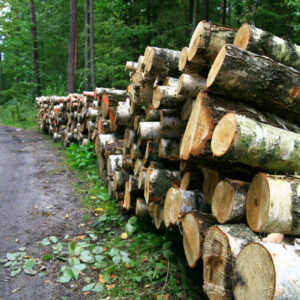 Holz liegt aufgeschichtet einen Waldweg entlang