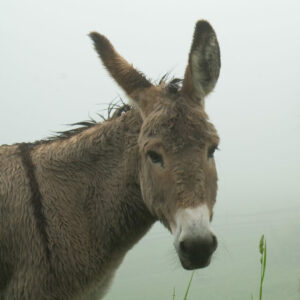 ein Esel schaut in die Kamera, Hintergrund ist im Nebel