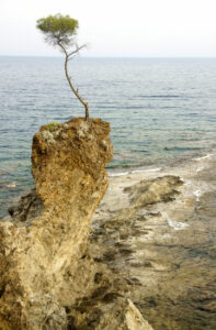 eine hohe nadelförmige Klippe ragt aus dem Meer, darauf ein kleiner einzelner hochgewachsener Baum