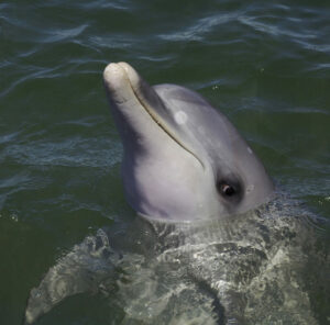 ein Delphin schaut mit dem Kopf in Grossaufnahme aus dem Wasser, er scheint zu lächeln