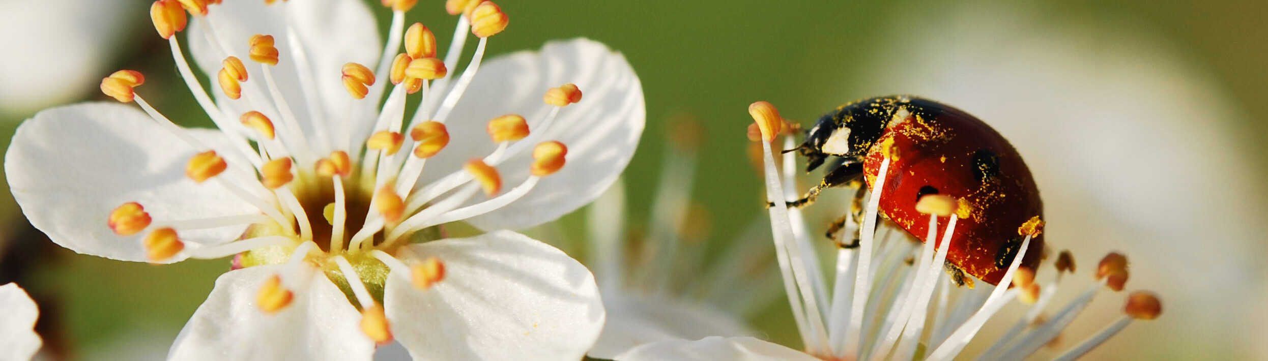 zwei weiße Kirschblüten in Großaufnahme, auf einer sitzt ein Marienkäfer, verschwommener grüner Hintergrund