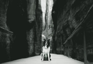 ein Bordercollie schaut auf einem Holzsteg sitzend aufmerksam in die Kamera. Links und rechts gehen zwei Steinwände senkrecht in die Höhe, im Hintergrund sieht man eine dritte Steinwand. Der Hund ist in schwarz-weiß in einer Schlucht