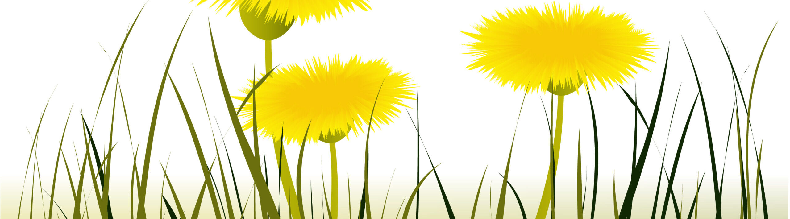 ein helles Bild mit drei gezeichneten Löwenzahnblüten und dunkelgrüne hohe und hellgrüne niedrige Gräser. Hintergrund weiß.