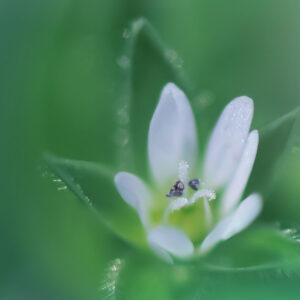 in verschwommenem Grün sieht man links eine sehr unscharfe weisse Blüte und rechts eine klarer hervortretende zweite Blüte in Weiss und mit dunkelgrünen blüteumrandeten Blättern.